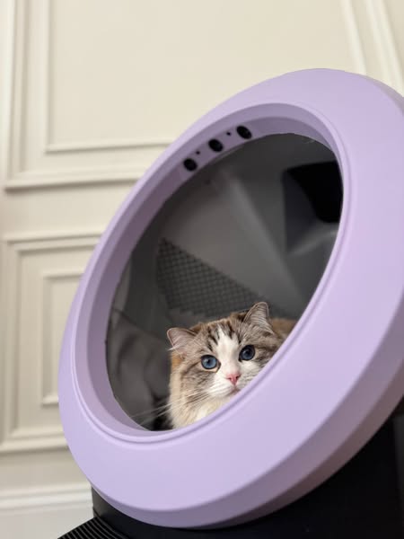 5 Easy Ways to Clean Your Cat’s Litter Box (Without the Mess)