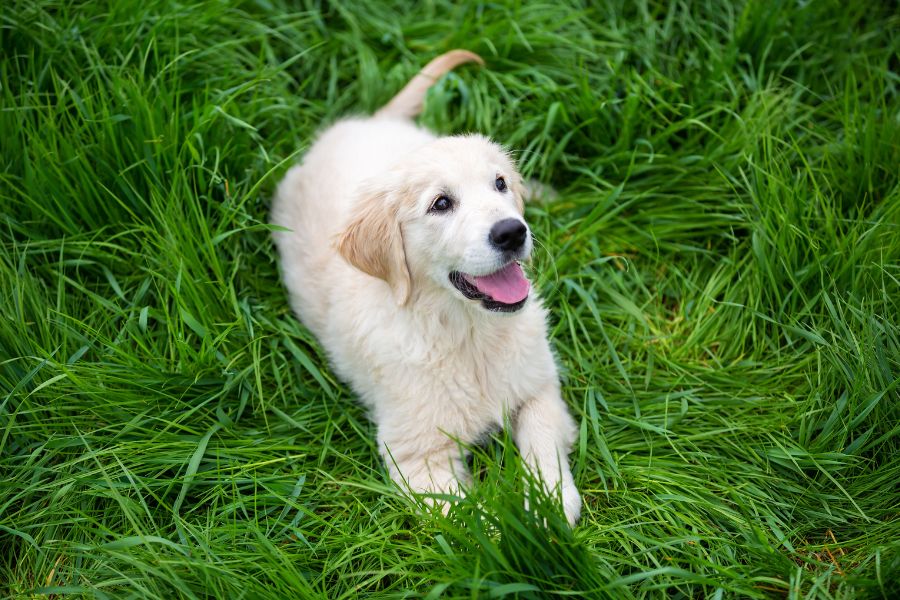 Guide to Dog Adoption